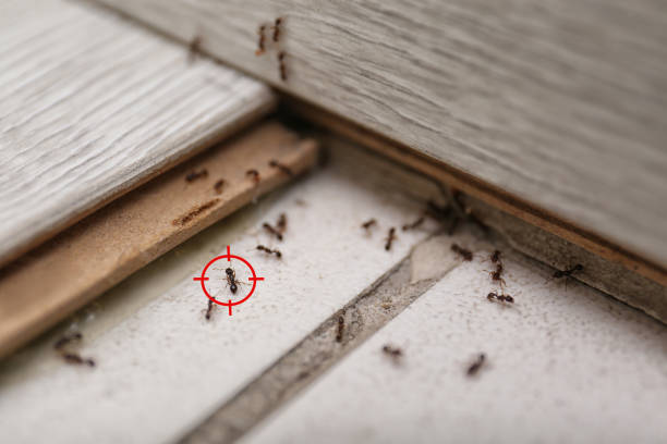Best Commercial Pest Control Services  in Dumas, TX