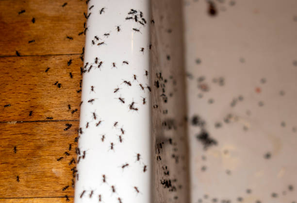 Pest Control for Restaurants in Dumas, TX