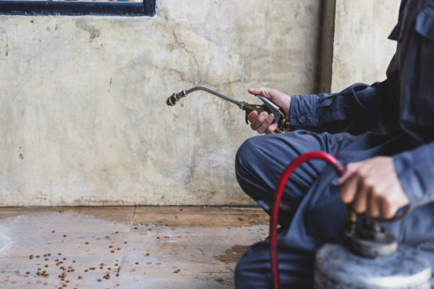 Best Termite Control Services  in Dumas, TX
